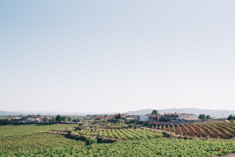 Comment trouver la sérénité au cœur des vignes en chambre d&rsquo;hôtes ?