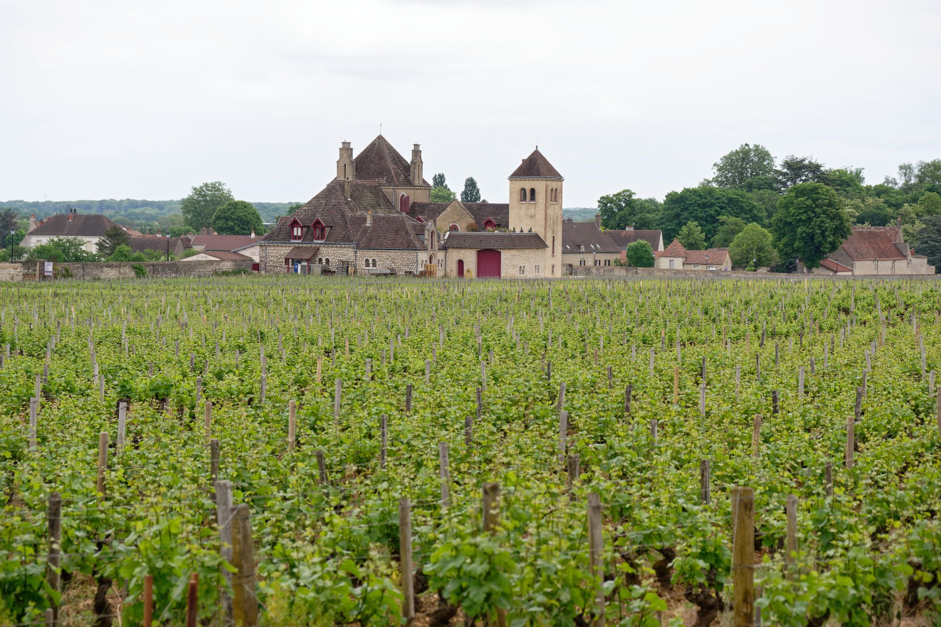 Comment trouver la sérénité au cœur des vignes en chambre d&rsquo;hôtes ?